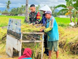 Babinsa Posramil Botolinggo Bantu Petani Panen Padi di Sawah