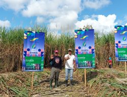 Panen Tebu Perdana, Petani Ogal Optimis PG Prajekan Capai Target Produksi
