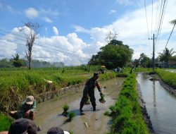 Turun Langsung ke Ladang, Serka Lugito Buktikan TNI Dekat dengan Rakyat