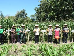 Wujudkan Ketahanan Pangan Nasional, Dandim 0822 Bersama Forkopimda Bondowoso Hadiri Panen Raya Serentak