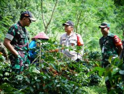 Dandim 0822 Dampingi Pangdam V/Brw dan Kapolda Jatim di Lokasi Panen Raya Kopi Bersama Wapres RI
