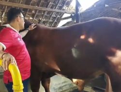 Nasim Khan : Qurban Sapi Bobot 1,3 Ton diserahkan ke PP Walisongo