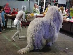 Pawang Gaib, Tiga Tuyul dan Singo Ulung Asal Desa Wonokerto Tampil di Kecamatan Klabang