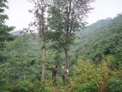 Dugaan Pengrusakan Tegakan Hutan di Petak 6A3, Perhutani Bondowoso Buka Laporan ke Polres Situbondo