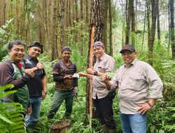 Perhutani KPH Bondowoso Cek Kesiapan Produksi Kayu dan Getah Pinus Tahun 2026