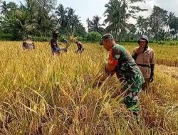 Semangat Ketahanan Pangan, Babinsa Grujugan Rela Tinggalkan Hari Libur Demi Petani