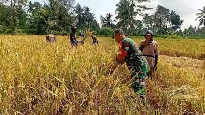 Semangat Ketahanan Pangan, Babinsa Grujugan Rela Tinggalkan Hari Libur Demi Petani