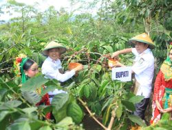 Panen Raya 2026, Perhutani Bondowoso Bersama Bupati, Forkopimda Petik Kopi Perdana di Hutan RPH Sukorejo