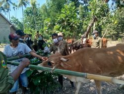 Babinsa Gayam Lor Dampingi Pengobatan Massal Ternak