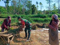 Di Setiap Kegiatan Warga, Babinsa Hadir: Serda Dedik Ugas Bantu Petani Panen