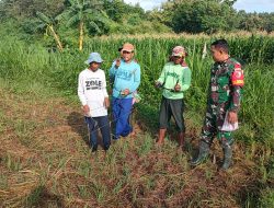 Babinsa Cangkring Bersama Petani Tanam Jagung Bisi 18