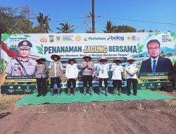Dukung Hanpangan, Perhutani KPH Bondowoso Dukung Penanaman Jagung