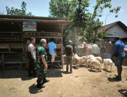 Babinsa Sumber Kemuning Kawal Bantuan Domba Ekor Gemuk
