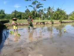 Dukung Ketahanan Pangan, Babinsa Koramil 09/Pujer Bersama PPL Tanam Padi Inpari 32
